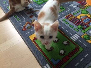 amun_20161129_0002_klein