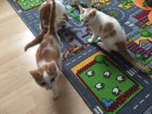 amun_20161129_0003_klein