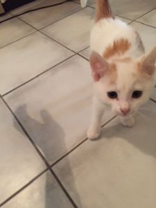 amun_20161129_0005_klein