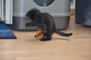 anakin_20161016_0004_klein