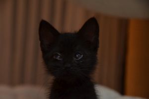 anakin_20161019_0006_klein