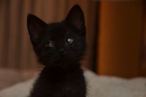 anakin_20161019_0007_klein