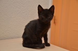 anakin_20161028_0003_klein