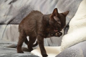 Anakin_20161219_0005_klein