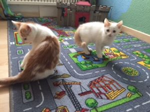 anubis-bella_20161129_0001_klein