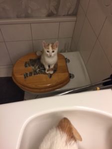 anubis_20161129_0001_klein