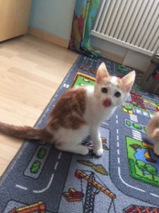 anubis_20161129_0002_klein