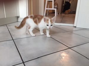 anubis_20161129_0003_klein