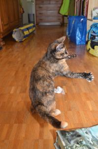 arwen_20161113_0007_klein