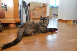 arwen_20161113_0008_klein