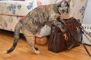 arwen_20161113_0010_klein