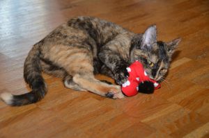 arwen_20161113_0016_klein