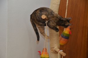 arwen_20161113_0018_klein