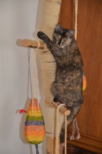 arwen_20161113_0024_klein