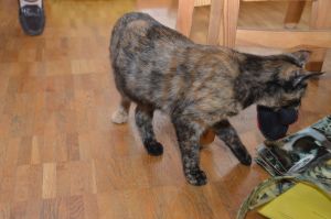 arwen_20161113_0030_klein