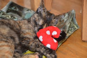 arwen_20161113_0035_klein