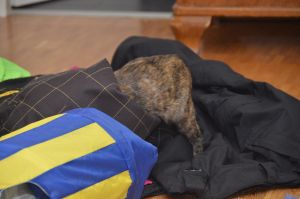 arwen_20161113_0038_klein