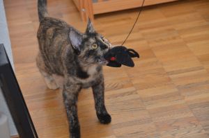 arwen_20161113_0039_klein