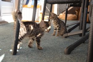 Aysha-Amadu_20150727_0001_klein