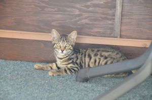 Aysha_20150727_0001_klein