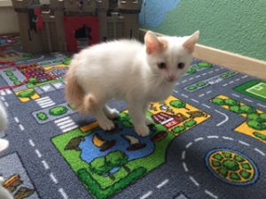 bella_20161129_0001_klein