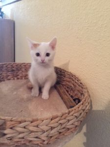 bella_20161129_0002_klein