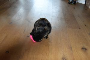 Bella_20170208_0002_klein