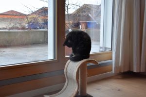 Bella_20170208_0005_klein