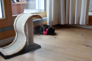 Bella_20170208_0006_klein