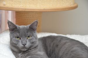 blue_20170107_0003_klein