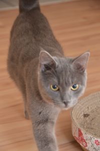 blue_20170107_0005_klein