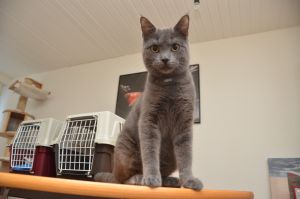 blue_20170107_0006_klein