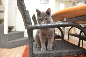 blue_20170107_0007_klein