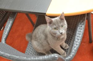 blue_20170107_0008_klein