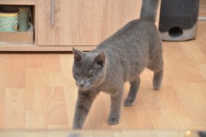 blue_20170107_0009_klein