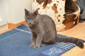 blue_20170107_0010_klein