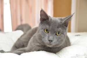 blue_20170107_0020_klein