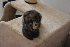 bonita_20160905_0002_klein