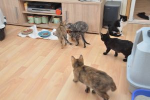 BurningNight-Bonies-GoldküstenKids_20161209_0001_klein