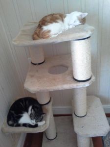 Charly-Rasmus_20170208_0001_klein