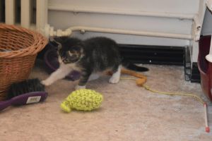 charly_20160905_0001_klein