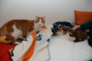 Chili-Aby-Lucky_20170115_0001_klein