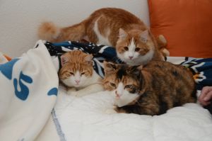 Chili-Aby-Lucky_20170115_0002_klein