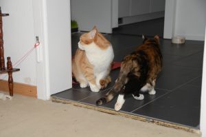 Chili-Aby_20170115_0001_klein