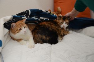 Chili-Aby_20170115_0002_klein