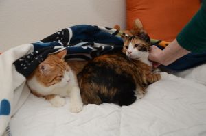 Chili-Aby_20170115_0003_klein