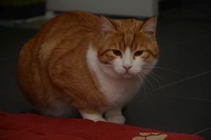 Chili_20170115_0006_klein