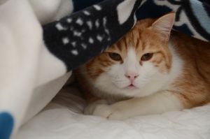 Chili_20170115_0009_klein