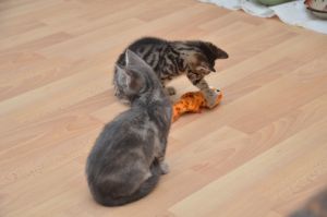 Chipsy-Crush_20161209_0002_klein