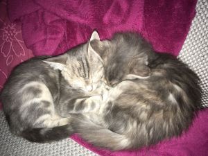 Chipsy-Slaw_20161225_0001_klein